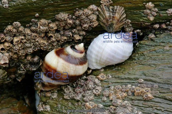 : Dogwhelks - on a rock at low tide : Dogwhelks - on a rock at low tide