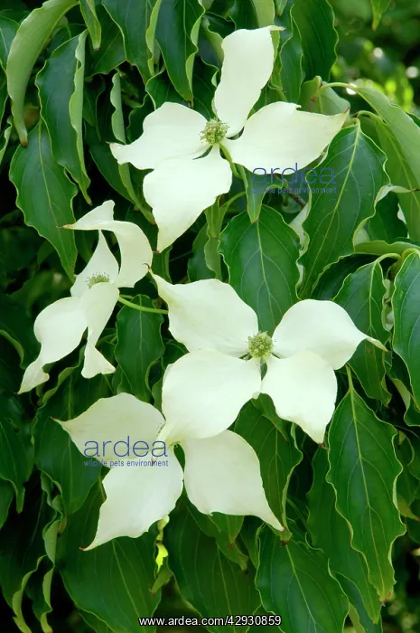 : Dogwood (Cornus kousa var. chinensis). Quite a splendid sized tree in a Devon garden, UK : Dogwood (Cornus kousa var. chinensis). Quite a splendid sized tree in a Devon garden, UK