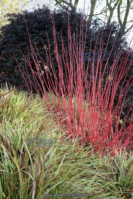 : Dogwood. Red stems of Dogwood, Cornus alba Sibirica underplanted with Carex : Dogwood. Red stems of Dogwood, Cornus alba Sibirica underplanted with Carex