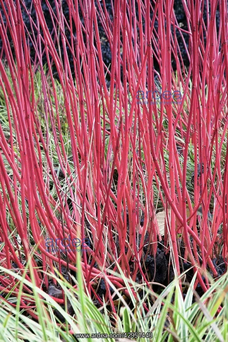  : Dogwood. Red stems of Dogwood, Cornus alba Sibirica underplanted with Carex