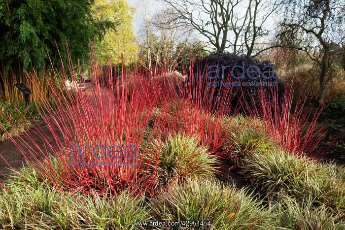  : Dogwood. Red stems of Dogwood, Cornus alba Sibirica underplanted with Carex