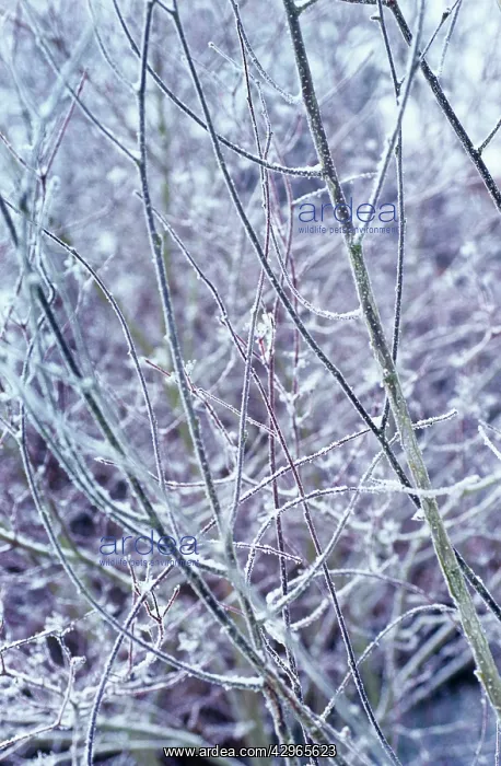 : Dogwood, Cornus : Dogwood, Cornus