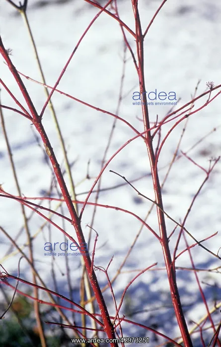 : Dogwood, Cornus : Dogwood, Cornus