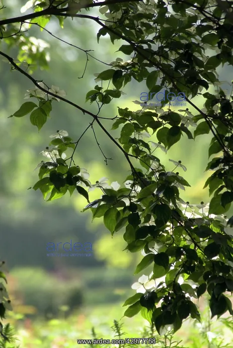 : Dogwood, Flowering dogwood, Cornus kousa : Dogwood, Flowering dogwood, Cornus kousa