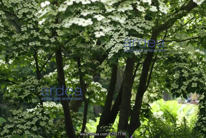 : Dogwood, Flowering dogwood, Cornus kousa : Dogwood, Flowering dogwood, Cornus kousa
