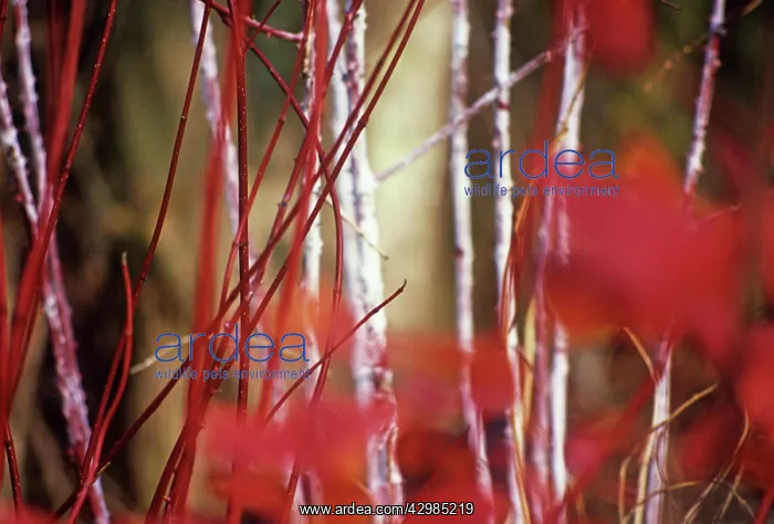  : Dogwood, Cornus alba Sibirica