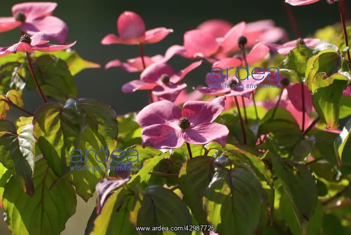  : Dogwood, Flowering, Cornus Kousa Satomi