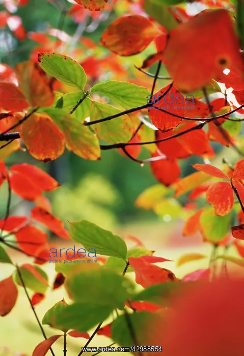 : Dogwood, Pacific, Cornus nuttallii : Dogwood, Pacific, Cornus nuttallii