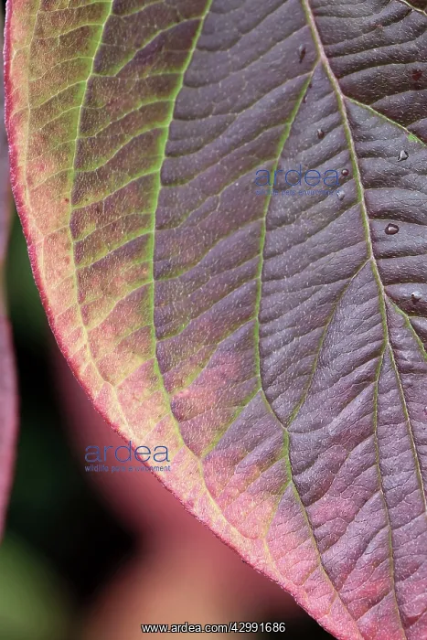  : Dogwood, Cornus alba Sibirica, Close cropped view of leaf in autumn colours of red