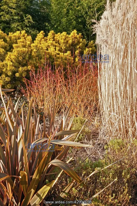  : Dogwood, Cornus sanguinea Midwinter fire growing together with Phormium Maori Queen