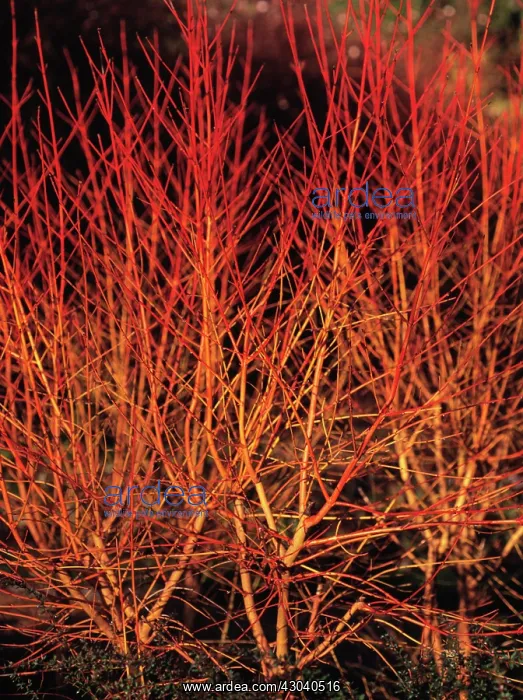  : Dogwood, Cornus sanguinea Midwinter fire
