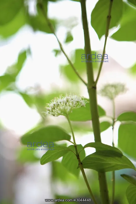 : Dogwood, Green Barked, Cornus stolonifera Flaviramea : Dogwood, Green Barked, Cornus stolonifera Flaviramea