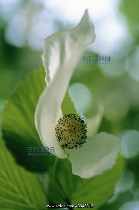 : Dogwood, Flowering dogwood, Cornus florida : Dogwood, Flowering dogwood, Cornus florida