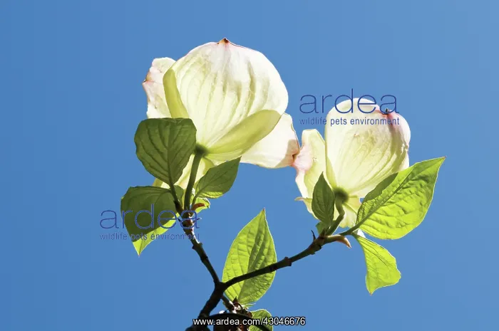  : Dogwood, Flowering dogwood, Cornus kousa