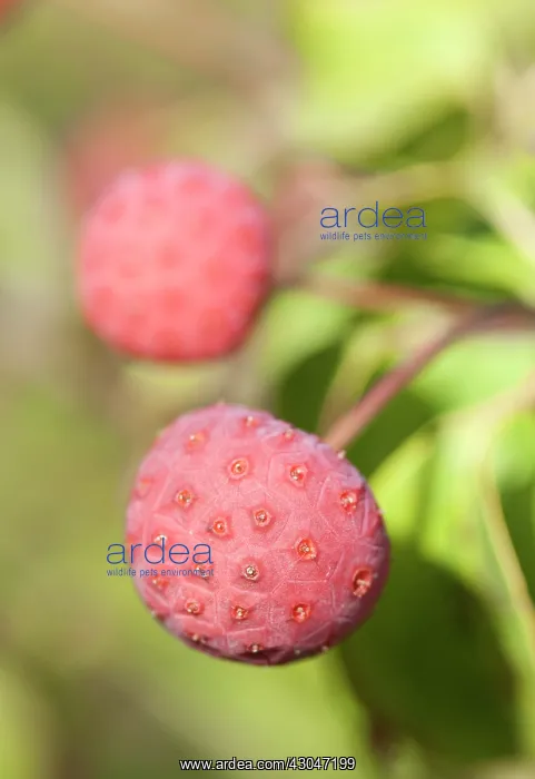 : Dogwood, Flowering, Cornus kousa Wieting's select : Dogwood, Flowering, Cornus kousa Wieting's select