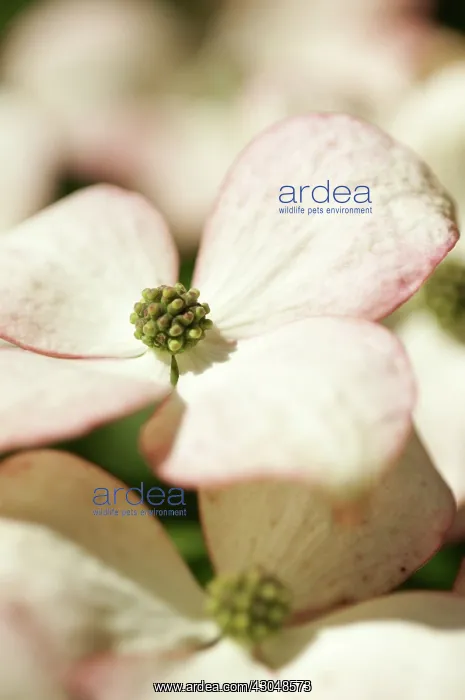 : Dogwood, Flowering dogwood, Cornus kousa : Dogwood, Flowering dogwood, Cornus kousa