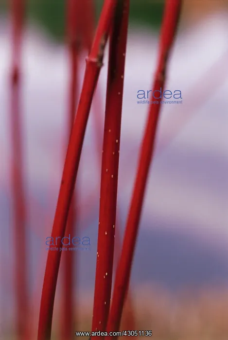 : Dogwood, Cornus : Dogwood, Cornus