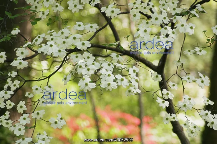 : Dogwood, Flowering dogwood, Cornus Florida : Dogwood, Flowering dogwood, Cornus Florida
