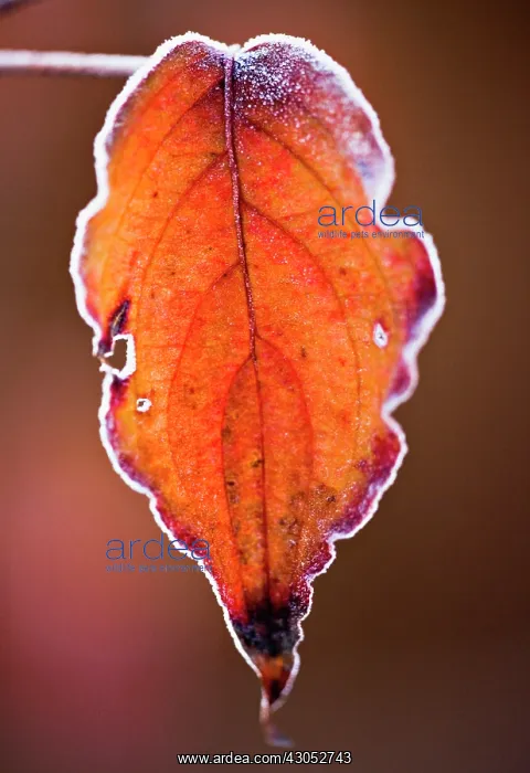 : Dogwood, Pacific, Cornus nuttallii : Dogwood, Pacific, Cornus nuttallii
