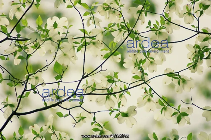 : Dogwood, Flowering dogwood, Cornus Florida : Dogwood, Flowering dogwood, Cornus Florida