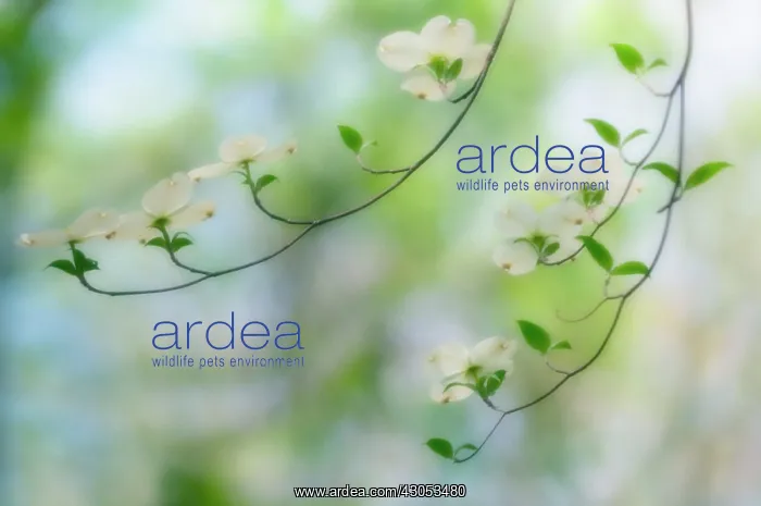  : Dogwood, Flowering dogwood, Cornus Florida