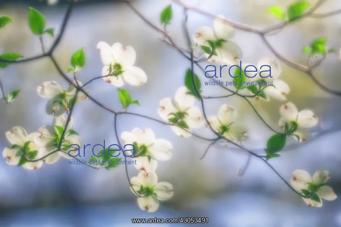 : Dogwood, Flowering dogwood, Cornus Florida : Dogwood, Flowering dogwood, Cornus Florida
