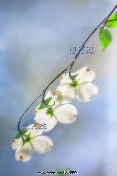 : Dogwood, Flowering dogwood, Cornus Florida : Dogwood, Flowering dogwood, Cornus Florida