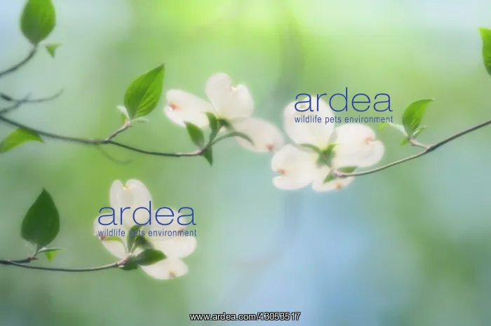 : Dogwood, Flowering dogwood, Cornus Florida : Dogwood, Flowering dogwood, Cornus Florida