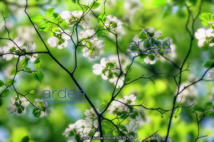 : Dogwood, Flowering dogwood, Cornus Florida : Dogwood, Flowering dogwood, Cornus Florida