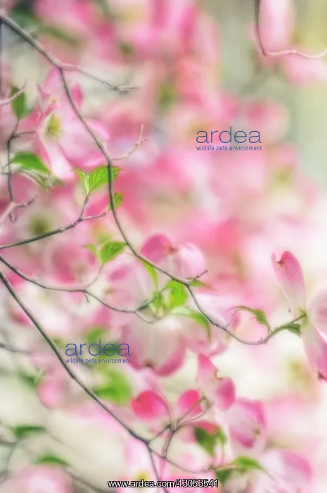 : Dogwood, Flowering dogwood, Cornus Florida : Dogwood, Flowering dogwood, Cornus Florida