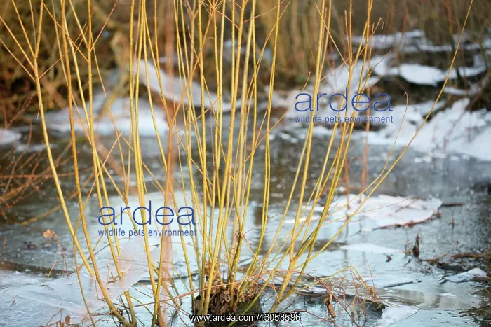 : Dogwood, Cornus : Dogwood, Cornus
