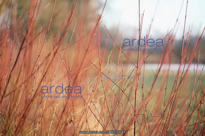  : Dogwood, Cornus