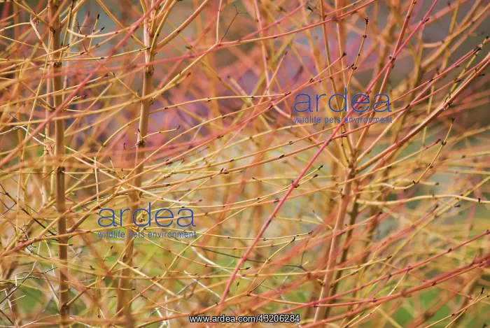 : Dogwood, Cornus sanguinea Midwinter fire : Dogwood, Cornus sanguinea Midwinter fire