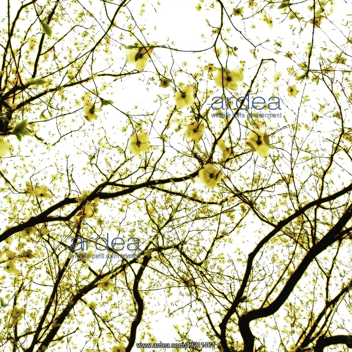 : Dogwood, Cornus : Dogwood, Cornus