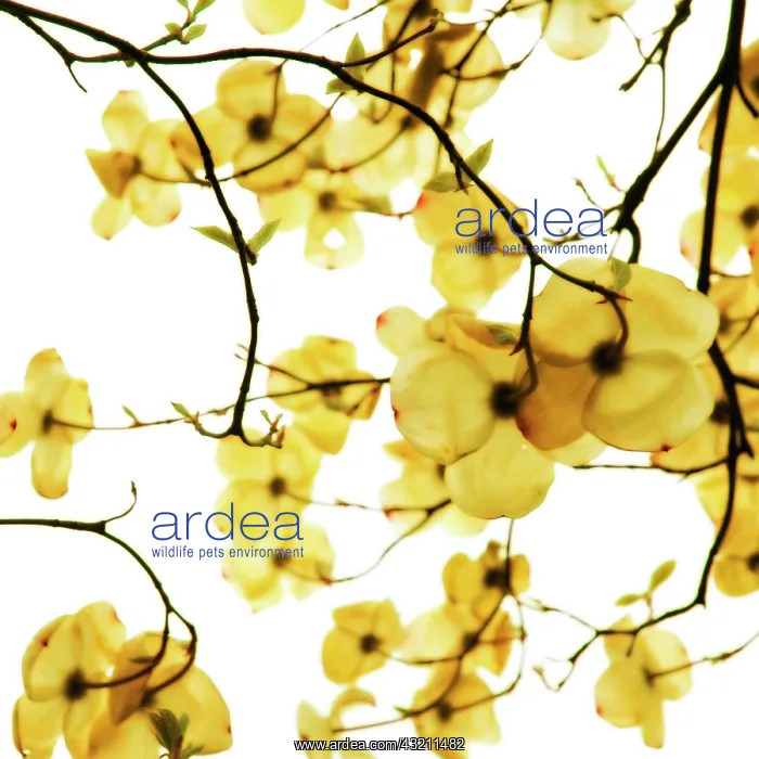 : Dogwood, Cornus : Dogwood, Cornus