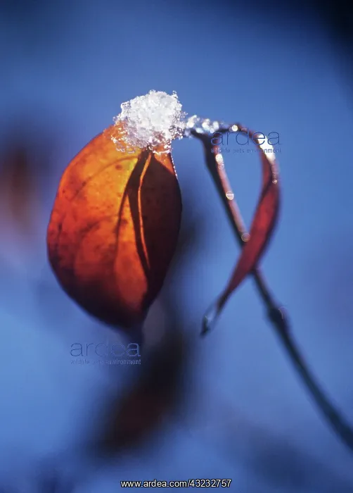 : Dogwood, Cornus alba Sibirica : Dogwood, Cornus alba Sibirica