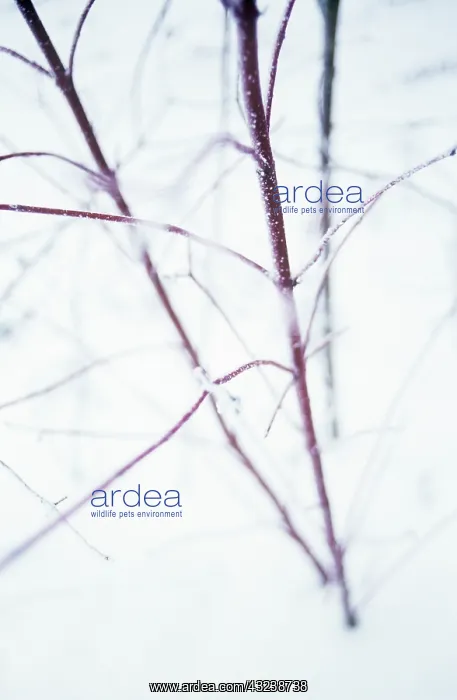  : Dogwood, wild, Cornus sanguinea