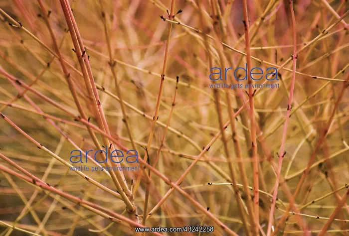: Dogwood, Cornus sanguinea Midwinter fire : Dogwood, Cornus sanguinea Midwinter fire