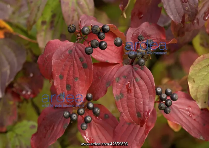 : Dogwood, autumn colour with berries. (= Thelycrania) : Dogwood, autumn colour with berries. (= Thelycrania)