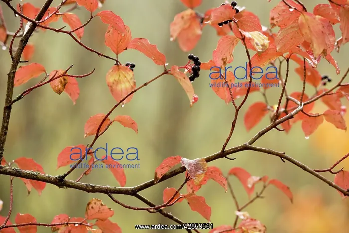 : Dogwood in autumn, with raindrops : Dogwood in autumn, with raindrops