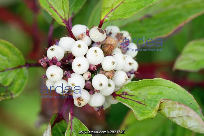 : Dogwood Berries : Dogwood Berries