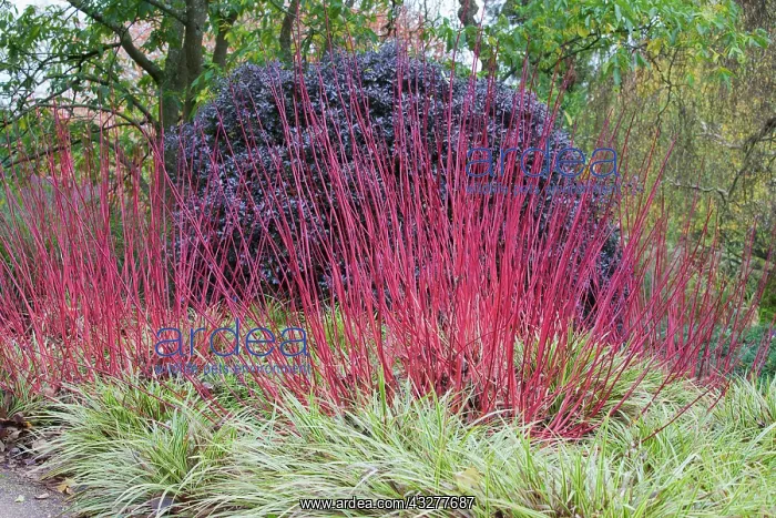 : Dogwood, Cornus alba Sibirica, Red subject : Dogwood, Cornus alba Sibirica, Red subject