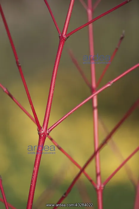 : Dogwood, Cornus sanguinea Anny's Winter Orange : Dogwood, Cornus sanguinea Anny's Winter Orange