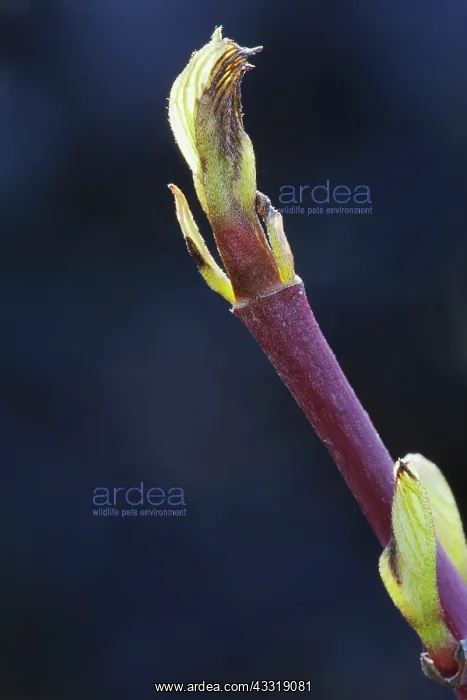 : Dogwood, Cornus sanguinea Midwinter fire, Green : Dogwood, Cornus sanguinea Midwinter fire, Green