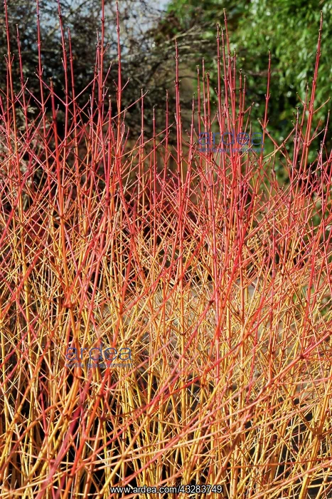 : Dogwood, Cornus sanguinea Midwinter fire, Red : Dogwood, Cornus sanguinea Midwinter fire, Red
