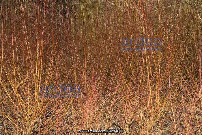 : Dogwood, Cornus sanguinea Midwinter fire, Red : Dogwood, Cornus sanguinea Midwinter fire, Red