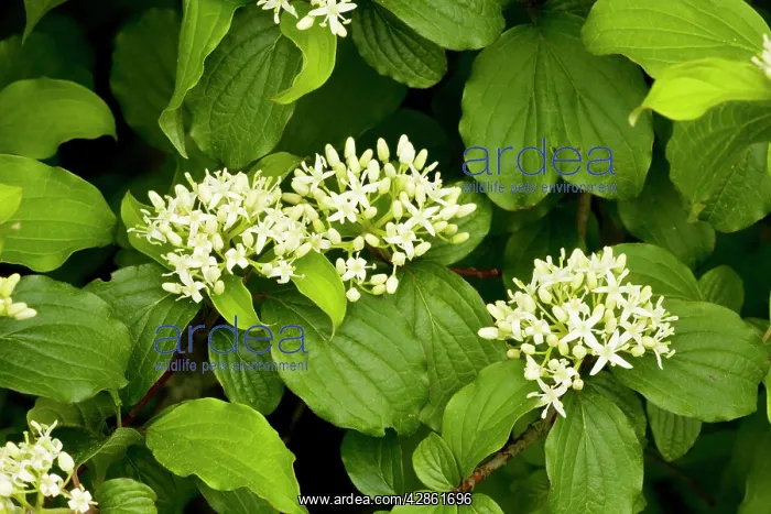 : Dogwood - in flower : Dogwood - in flower