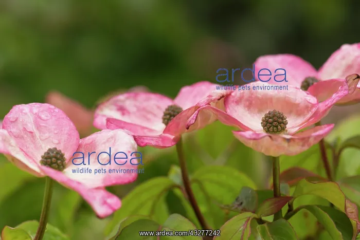 : Dogwood, Flowering, Cornus kousa Satomi, Pink : Dogwood, Flowering, Cornus kousa Satomi, Pink