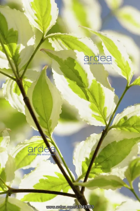 : Dogwood, Flowering dogwood, Cornus, Cornus kousa : Dogwood, Flowering dogwood, Cornus, Cornus kousa