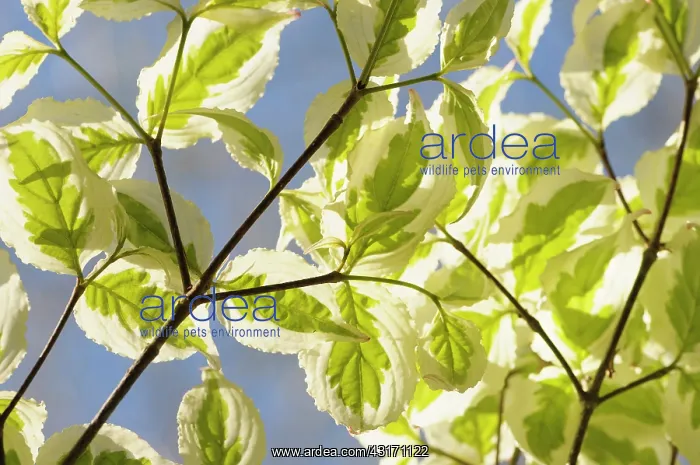: Dogwood, Flowering dogwood, Cornus, Cornus kousa : Dogwood, Flowering dogwood, Cornus, Cornus kousa